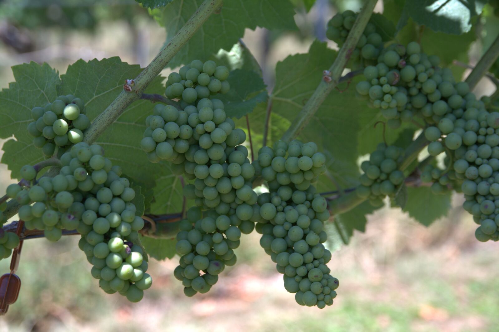Canon EOS 450D (EOS Rebel XSi / EOS Kiss X2) sample photo. Wine, grapevine, vine photography
