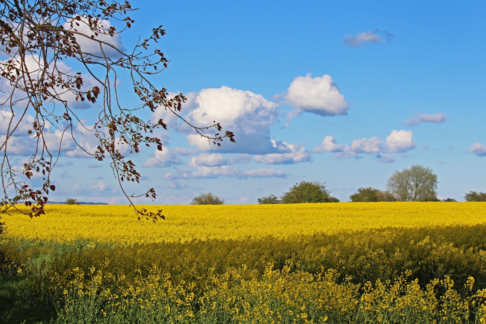 Canon EF-S 55-250mm F4-5.6 IS STM sample photo. Field of rapeseeds, mecklenburg photography