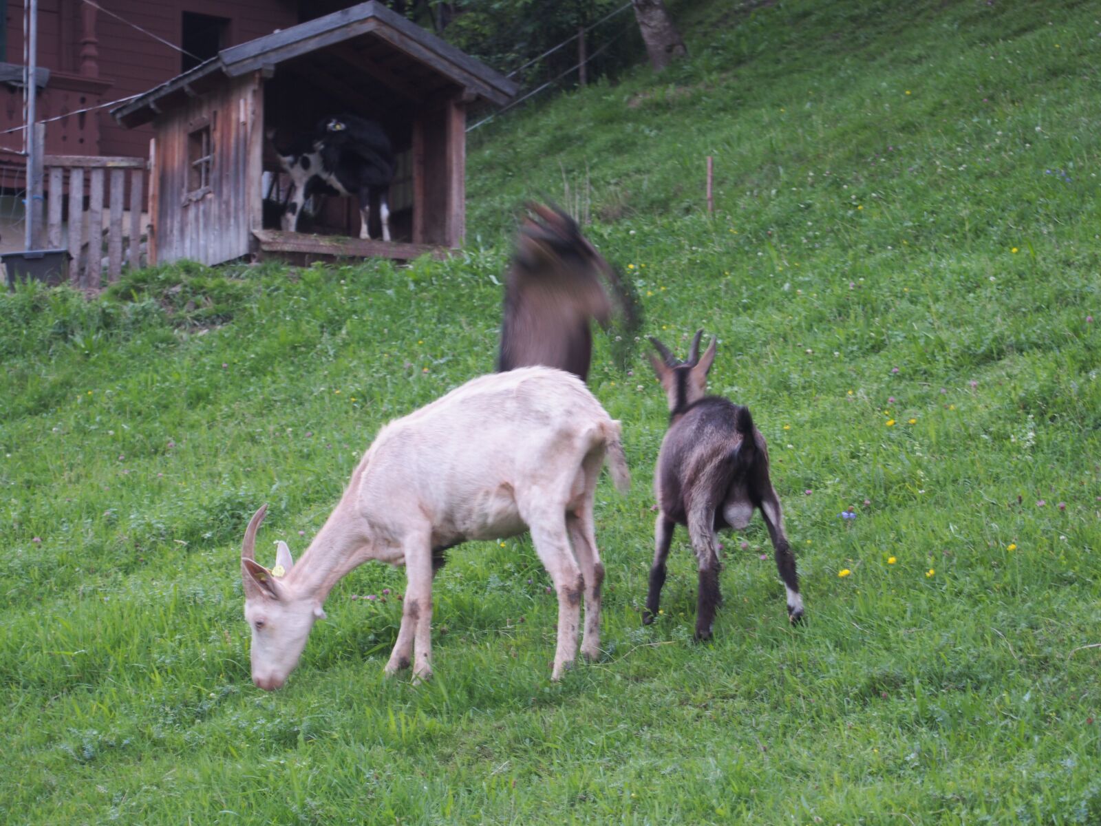 Olympus PEN E-PL5 sample photo. Goats, alm, pasture photography