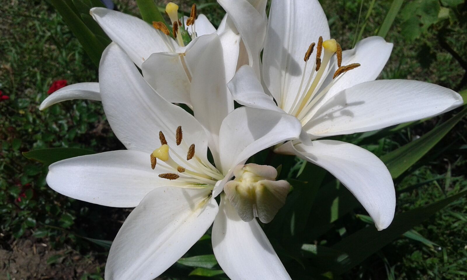 Samsung Galaxy Grand Neo sample photo. Lily, white, flowers photography