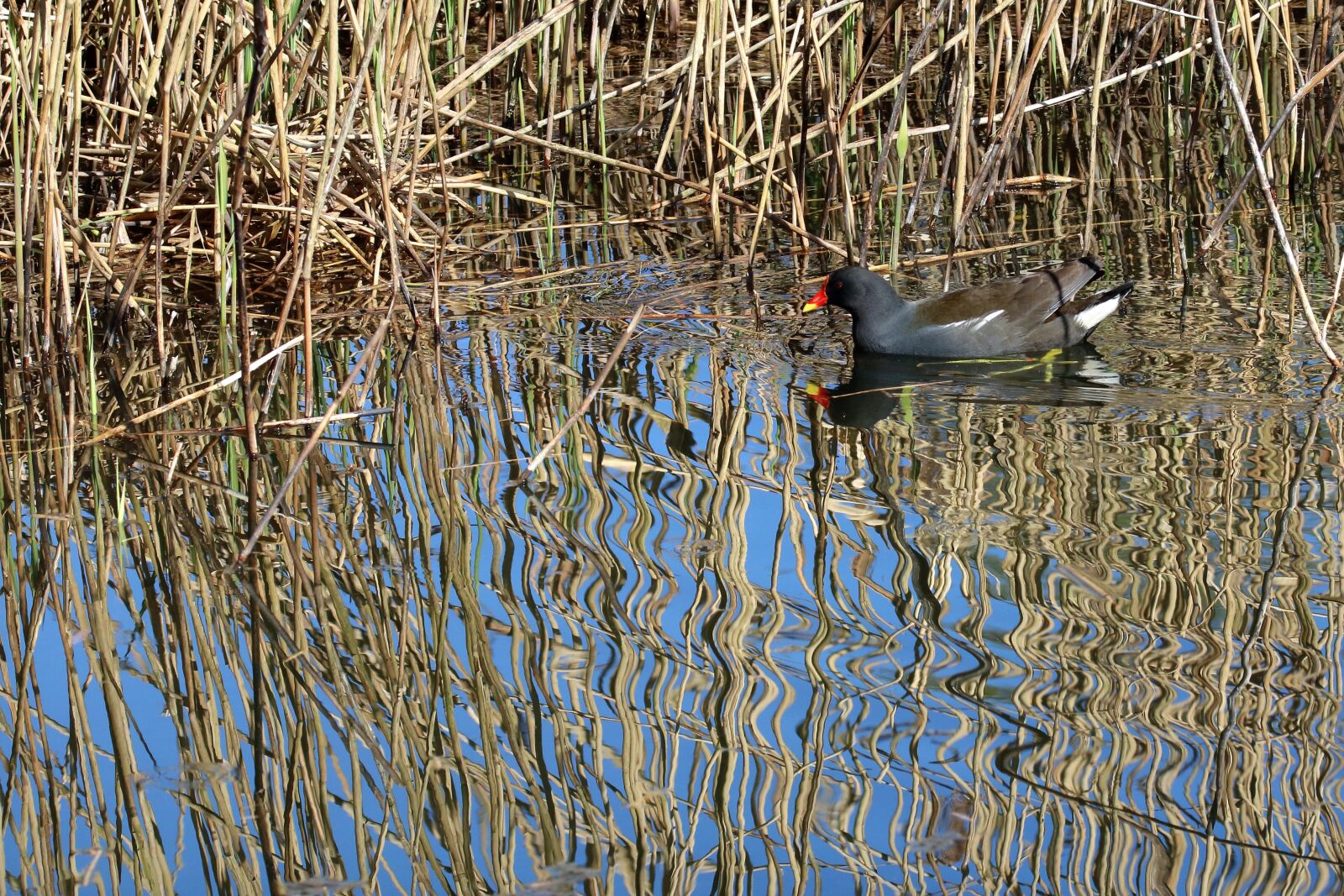 Canon EOS 80D sample photo. Moorhen, bird, nature photography