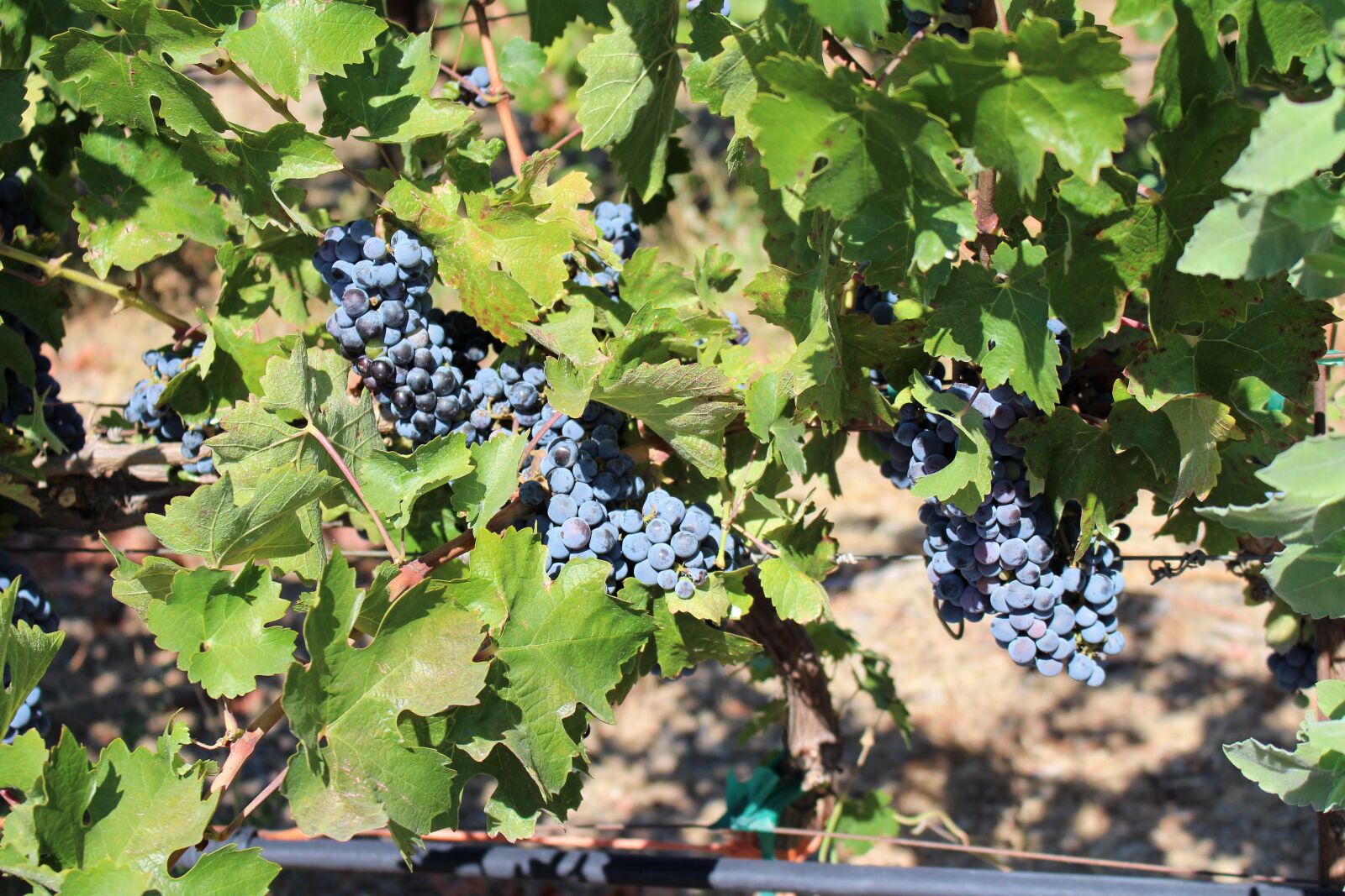 Canon EOS 700D (EOS Rebel T5i / EOS Kiss X7i) sample photo. California, fruit, fruit, plant photography