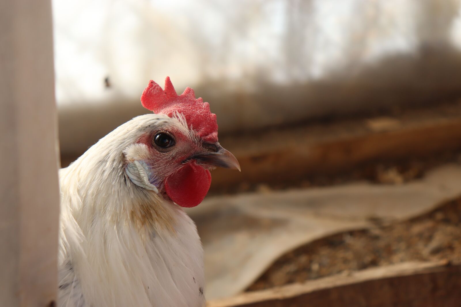 Canon EOS 200D (EOS Rebel SL2 / EOS Kiss X9) sample photo. Brakel, brakel chicken, brakel photography