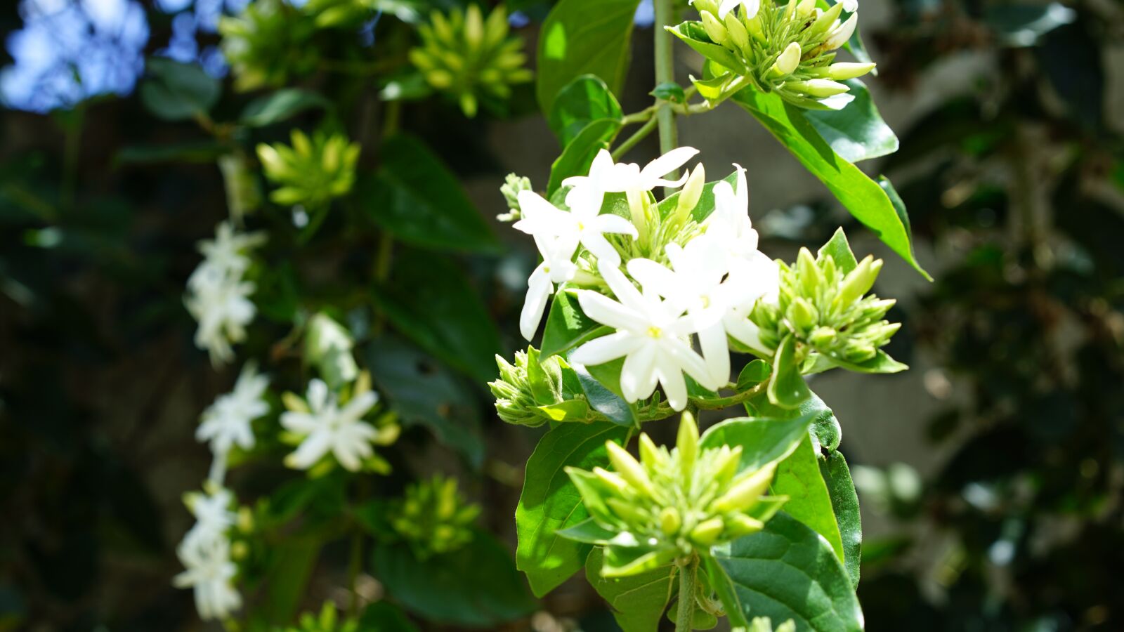Sony Sonnar T* FE 55mm F1.8 ZA sample photo. Flower, jasmine, white flower photography