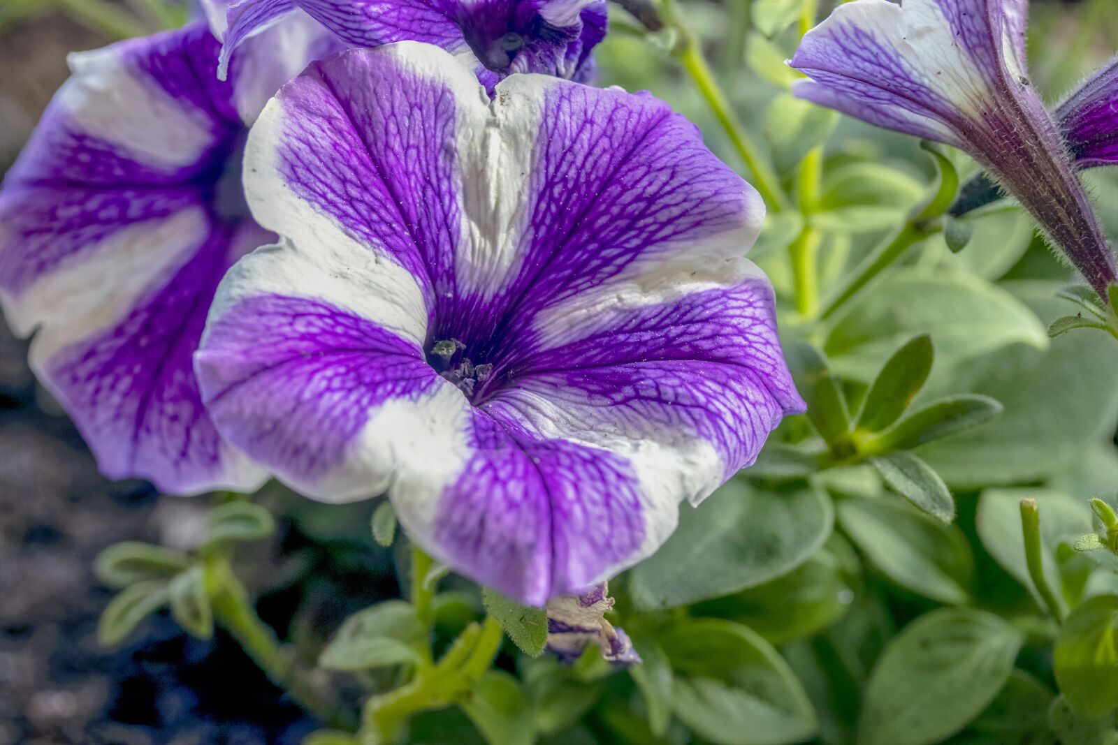 Canon EOS 80D + Canon EF-S 60mm F2.8 Macro USM sample photo. Petunia, petunia flower, purple photography