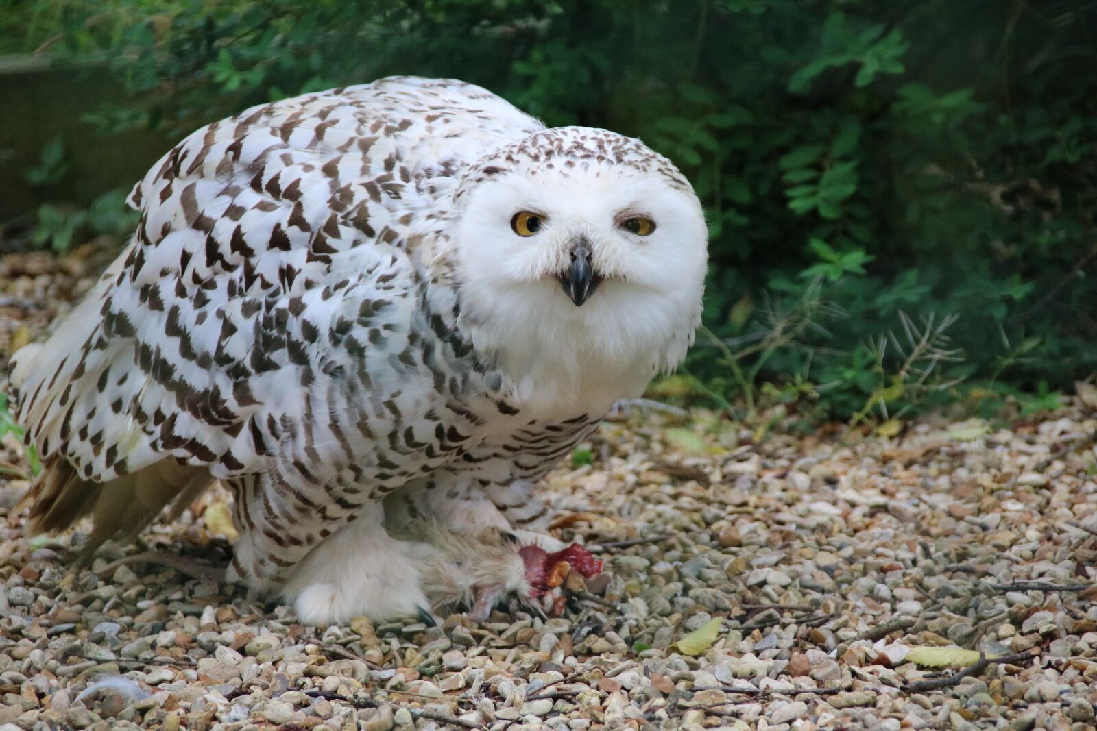 Canon EOS 760D (EOS Rebel T6s / EOS 8000D) sample photo. Snowy owl, owl, snowy photography