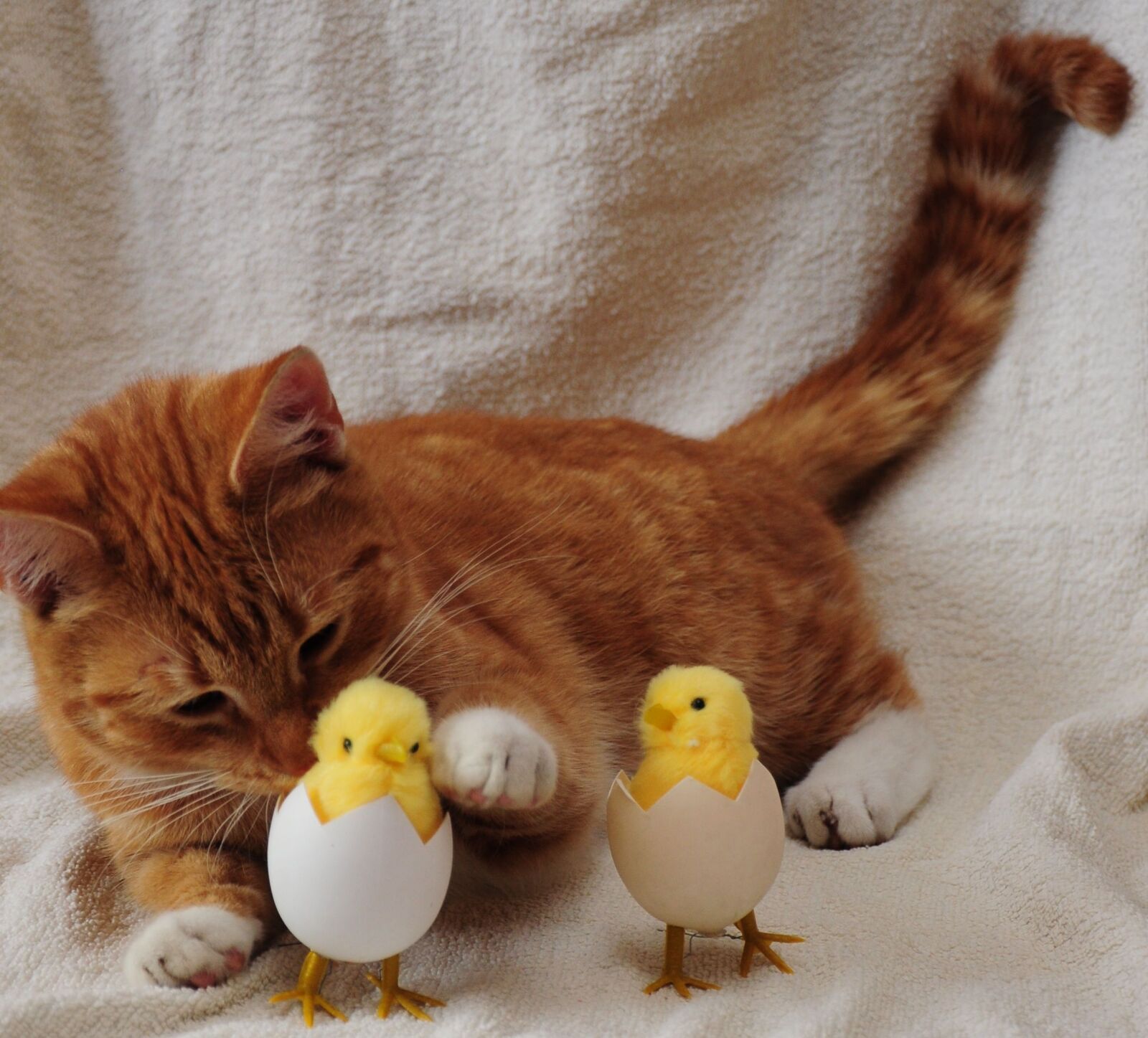 Nikon D5000 sample photo. Cat, egg, chicken photography