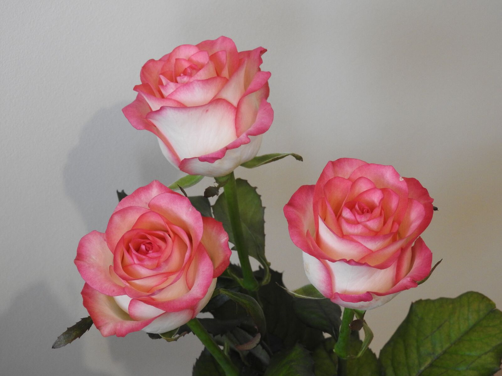 Nikon Coolpix P900 sample photo. Roses, flowers, nature photography