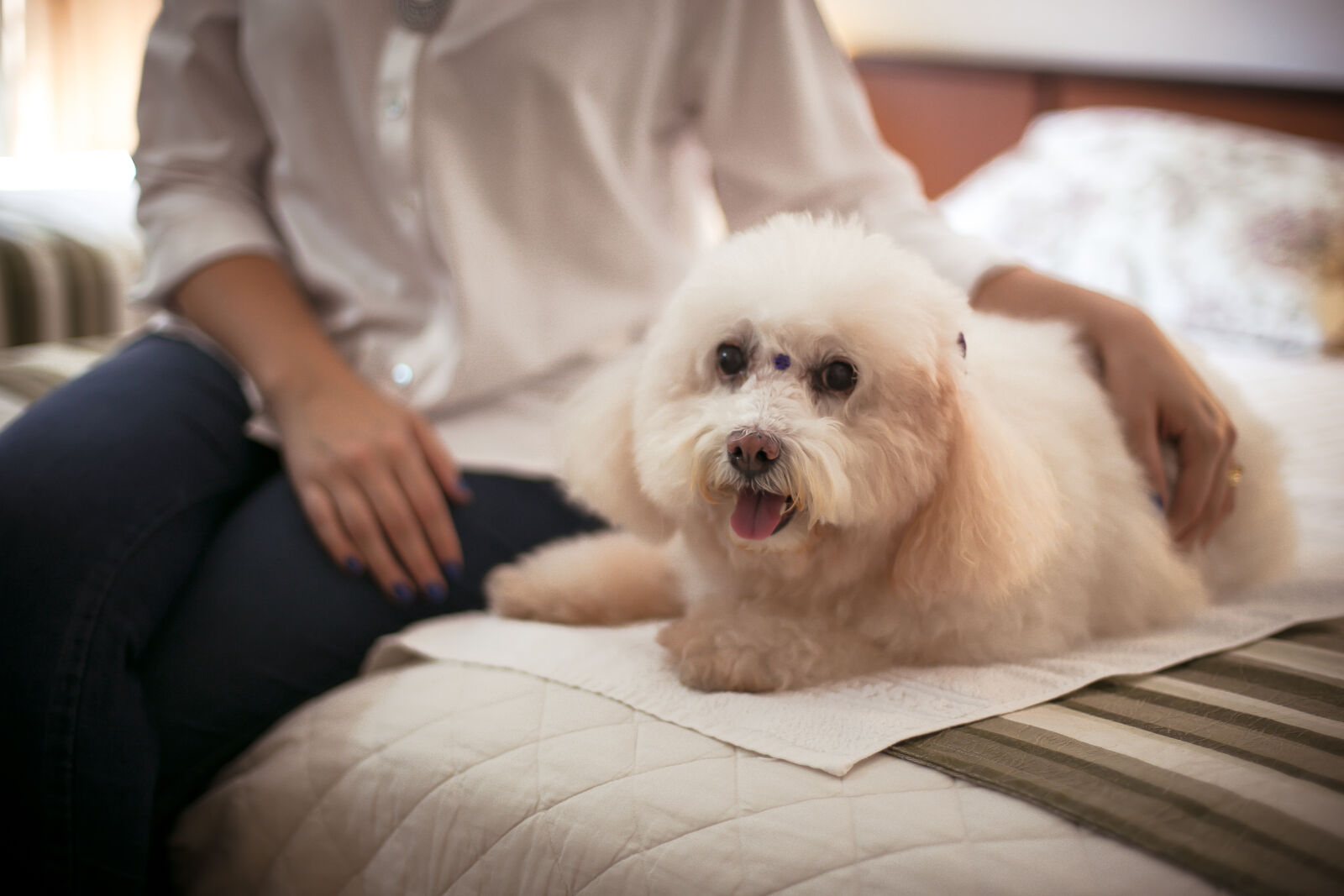 Canon EOS 6D + Canon EF 50mm F1.4 USM sample photo. Baby, dog, dog, friends photography