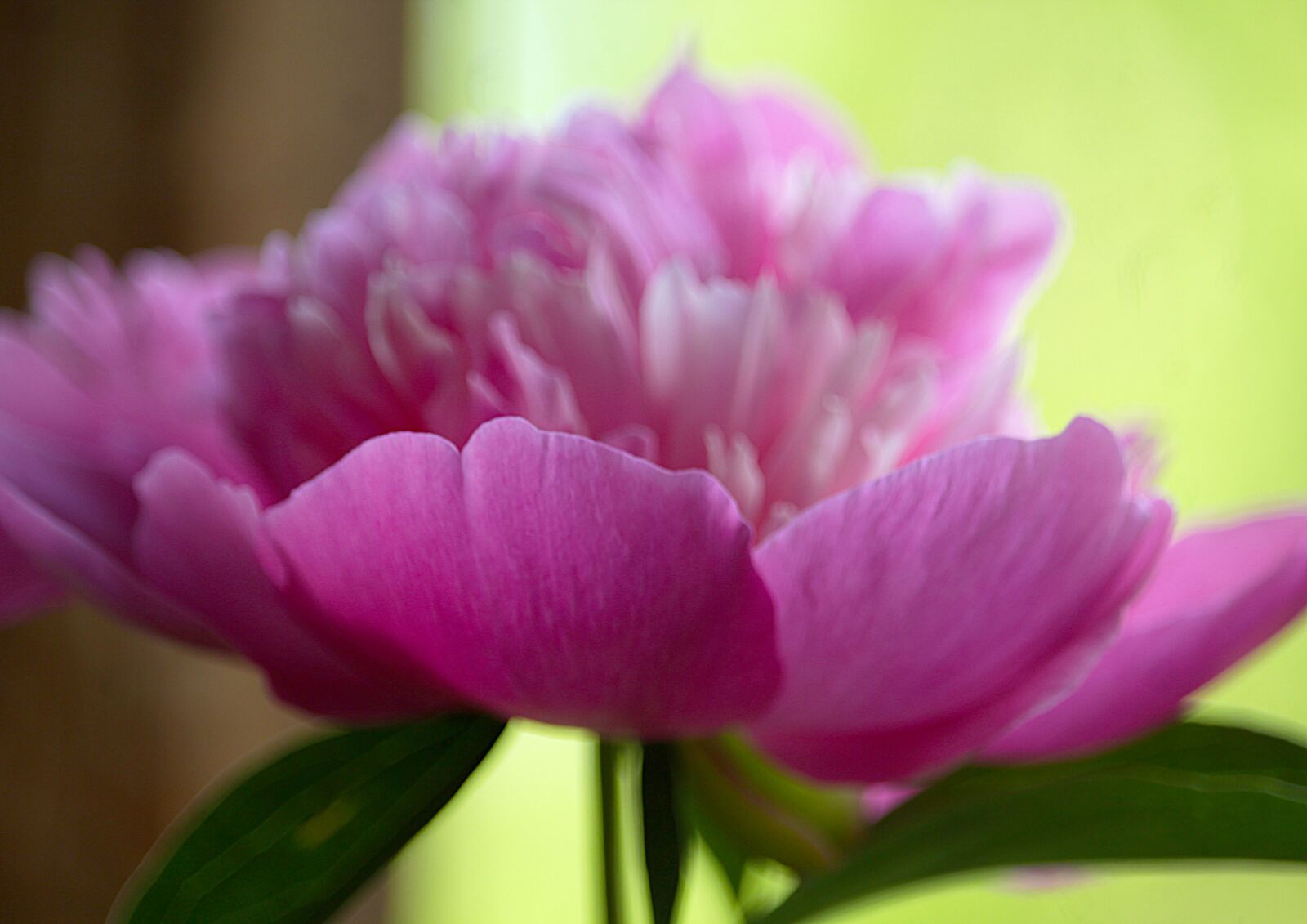 Canon EOS 1200D (EOS Rebel T5 / EOS Kiss X70 / EOS Hi) sample photo. Peony, white, flower photography