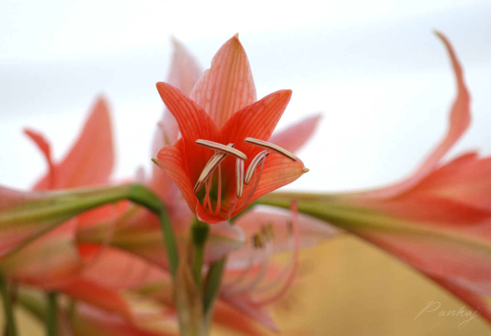 Canon EOS 700D (EOS Rebel T5i / EOS Kiss X7i) sample photo. Flowers, nature photography