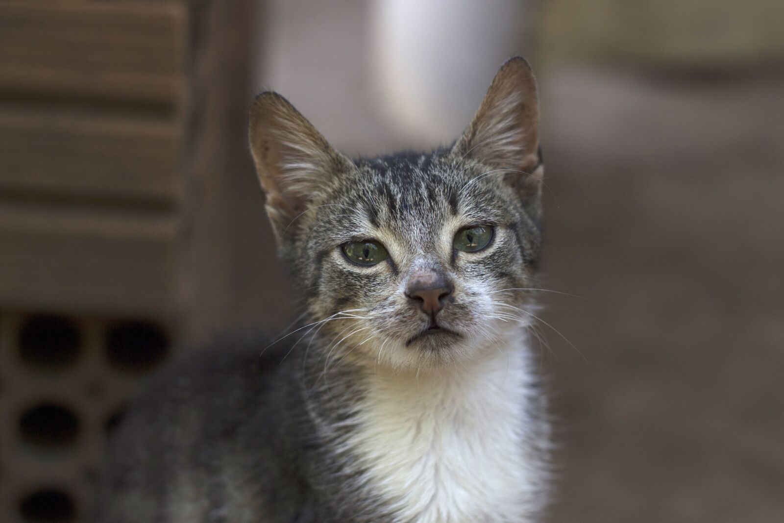 Canon EOS 700D (EOS Rebel T5i / EOS Kiss X7i) sample photo. Cat, grey, l photography