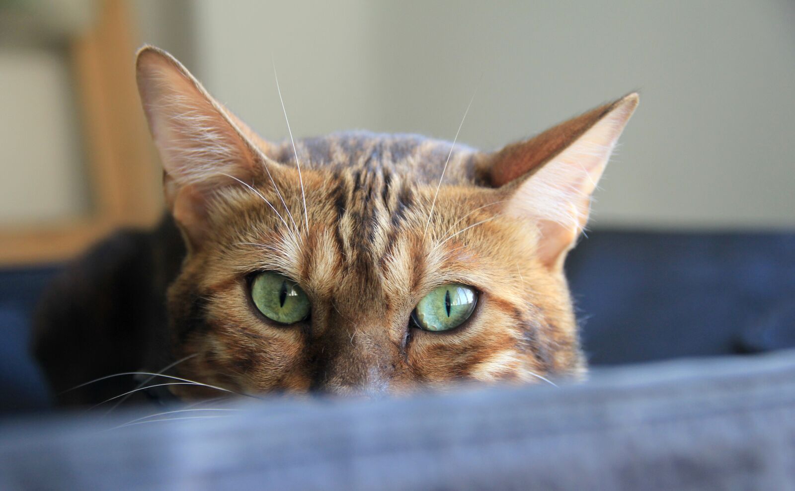 Canon EOS 60D sample photo. Cat, cute, animal photography