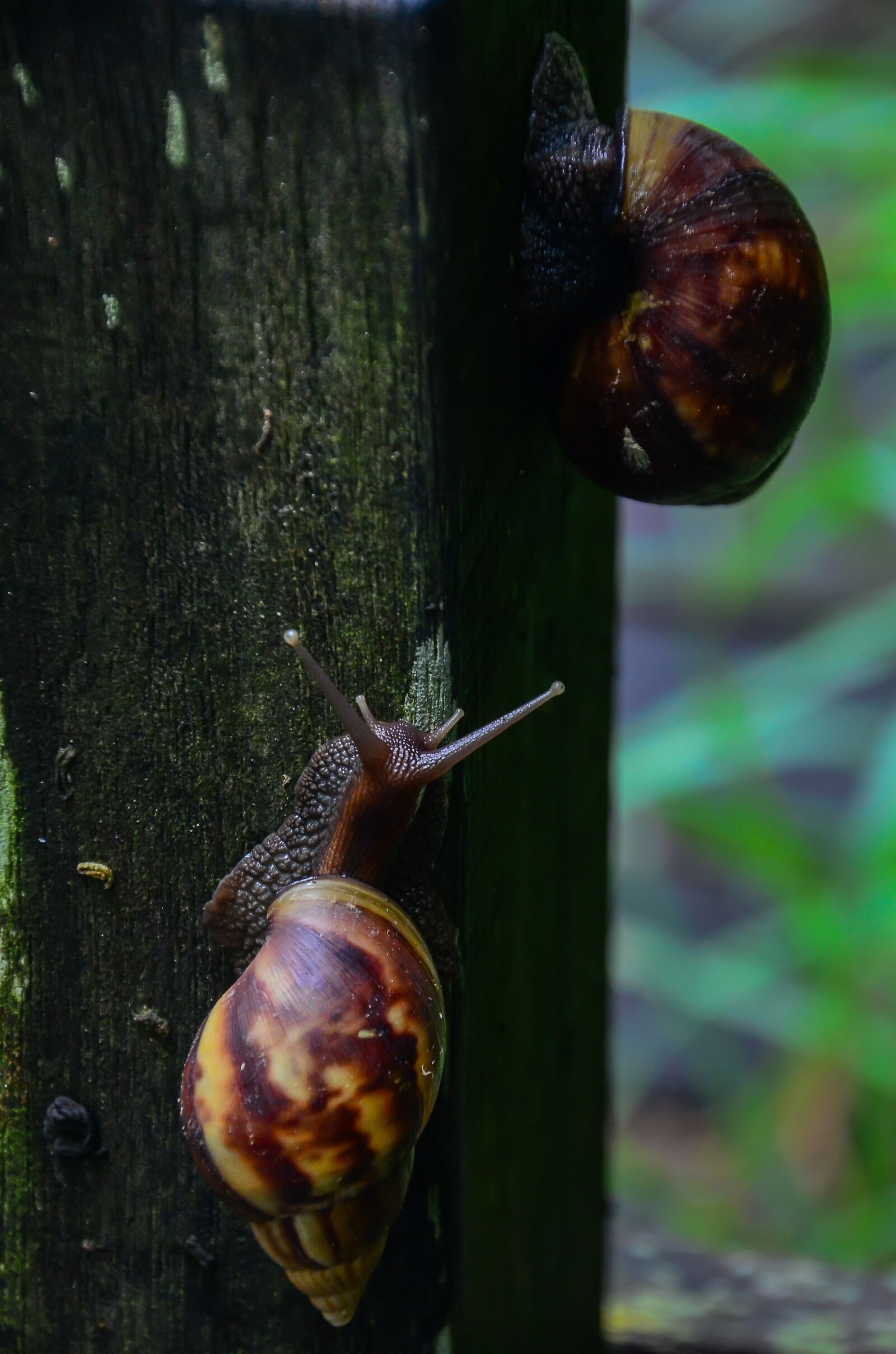 Nikon D7000 sample photo. Wo niu, natural, plant photography