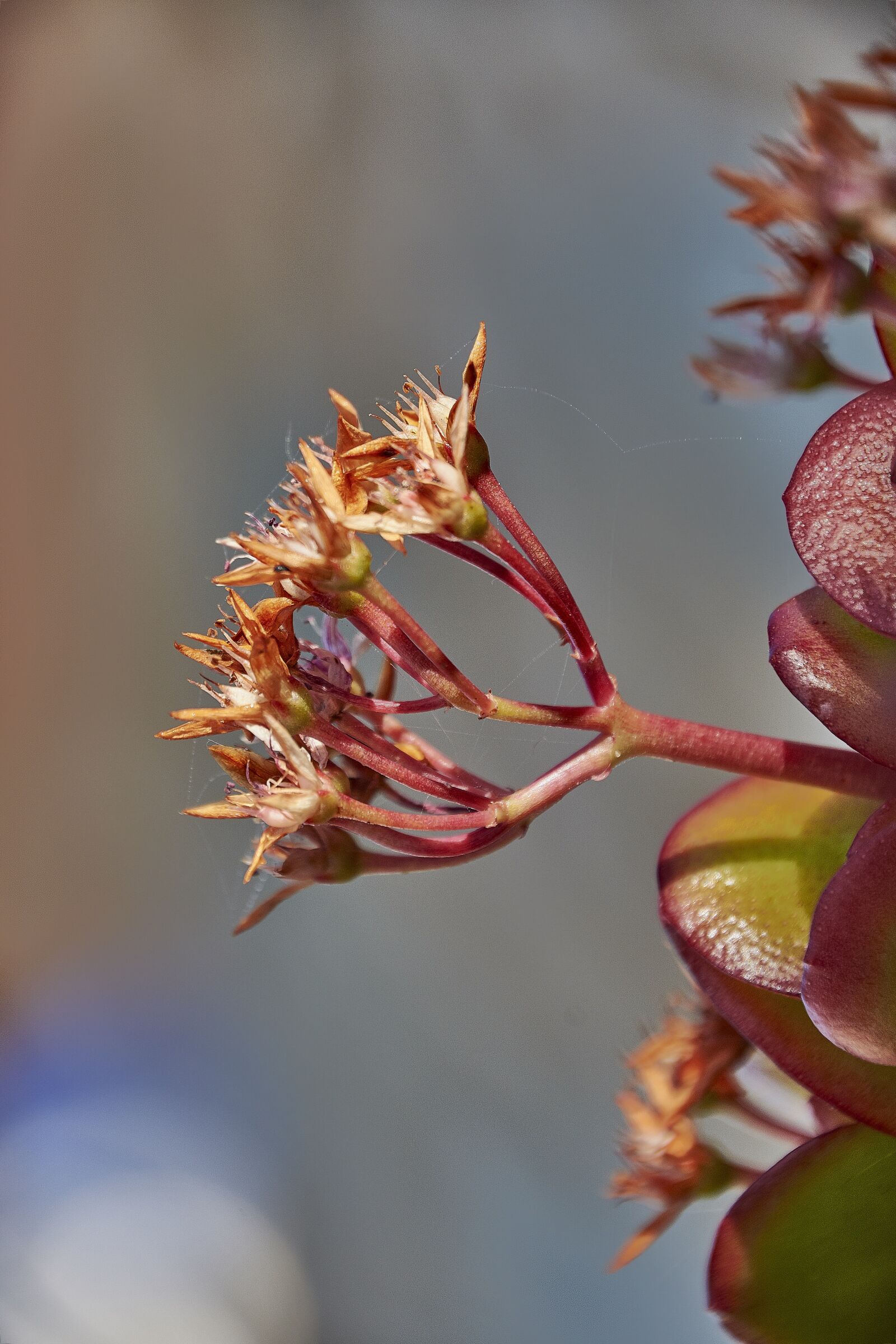 Nikon D7200 sample photo. Flower, nature, flora photography