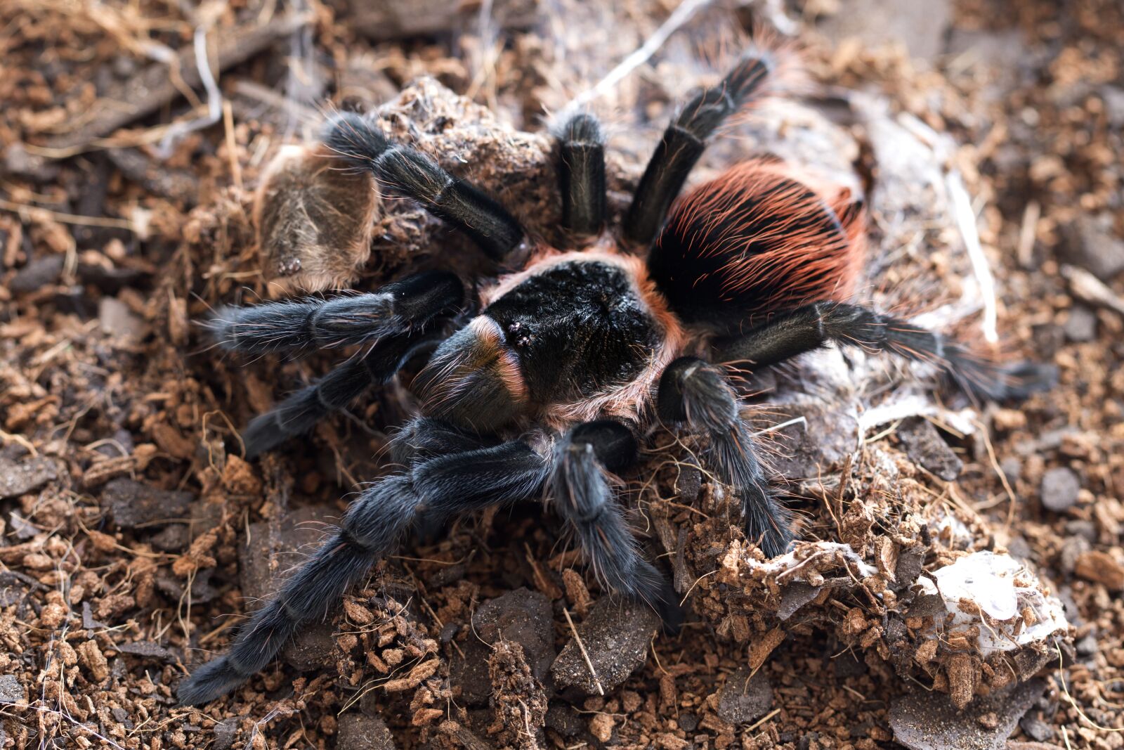Canon EF 100mm F2.8L Macro IS USM sample photo. Spider, tarantula, brachypelma photography