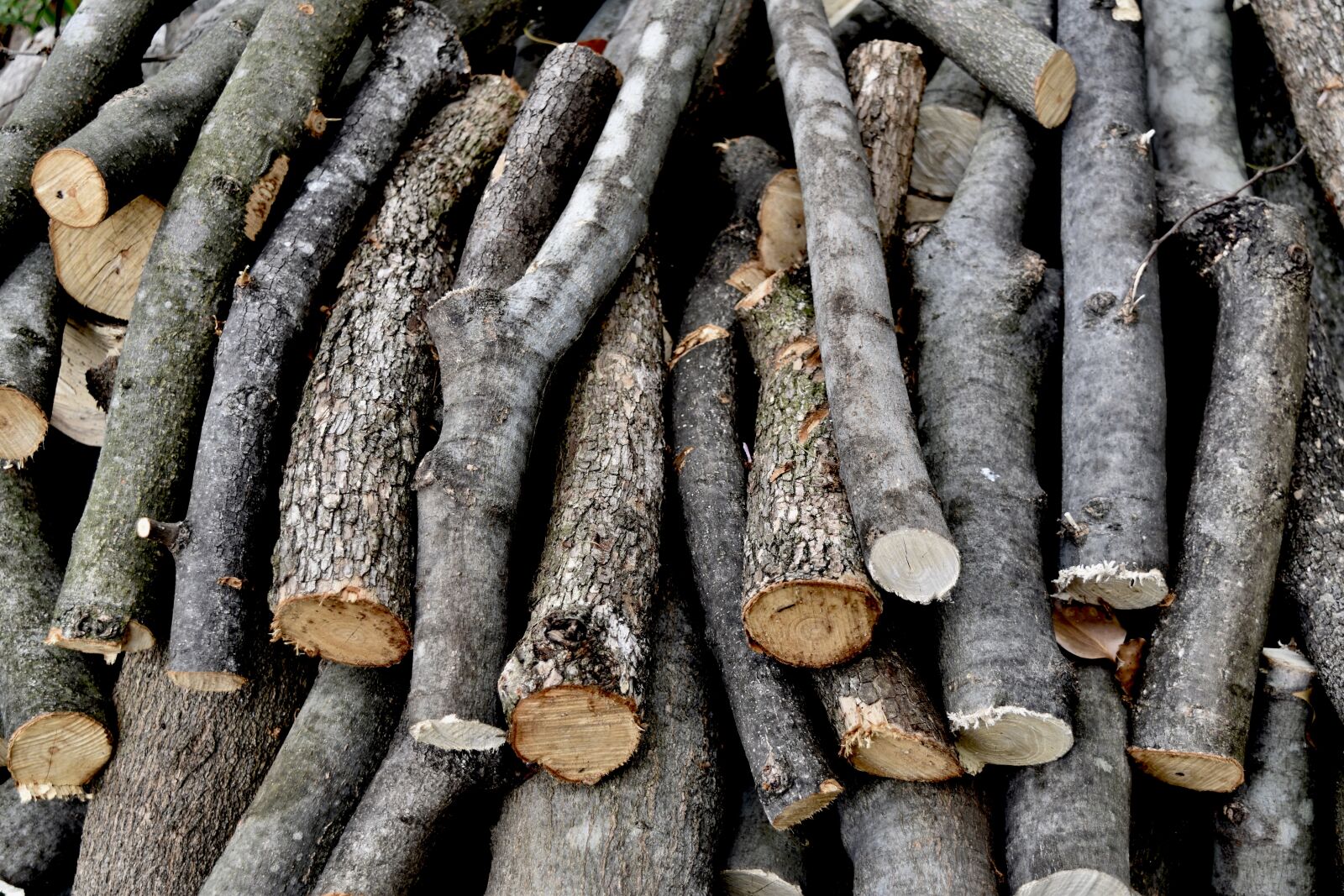 Nikon D5500 sample photo. Deforestation, forest, rain photography