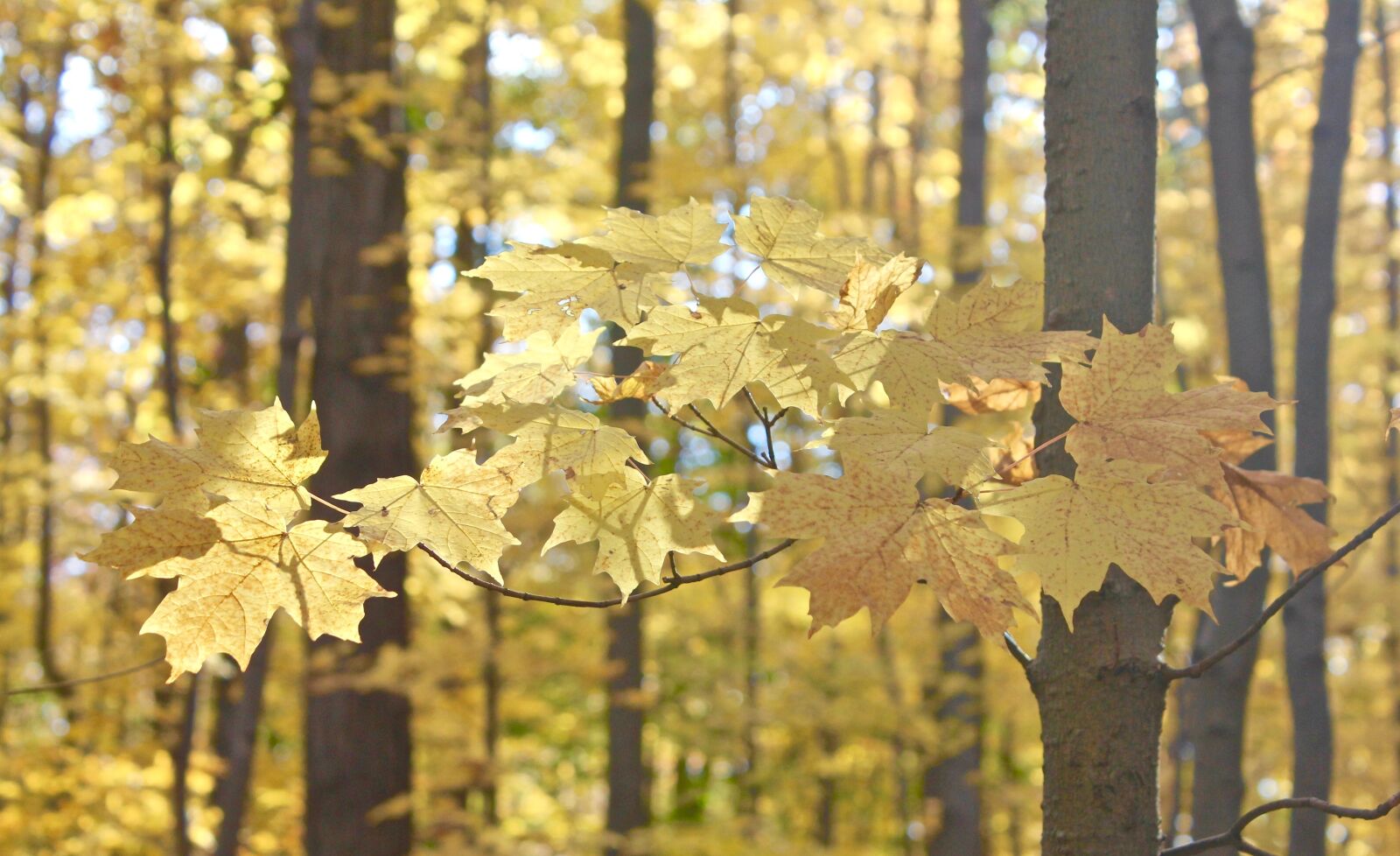 Canon EOS 550D (EOS Rebel T2i / EOS Kiss X4) sample photo. Trees, leaves, autumn photography