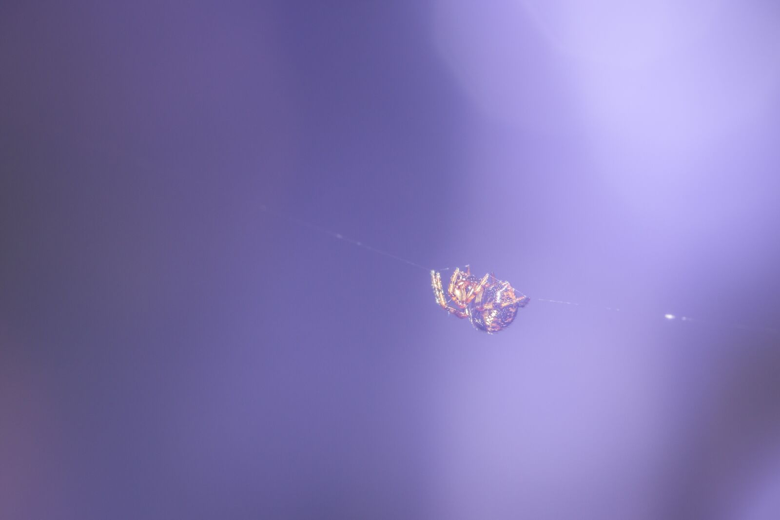 Canon EOS 70D sample photo. Spider, small spider, close photography
