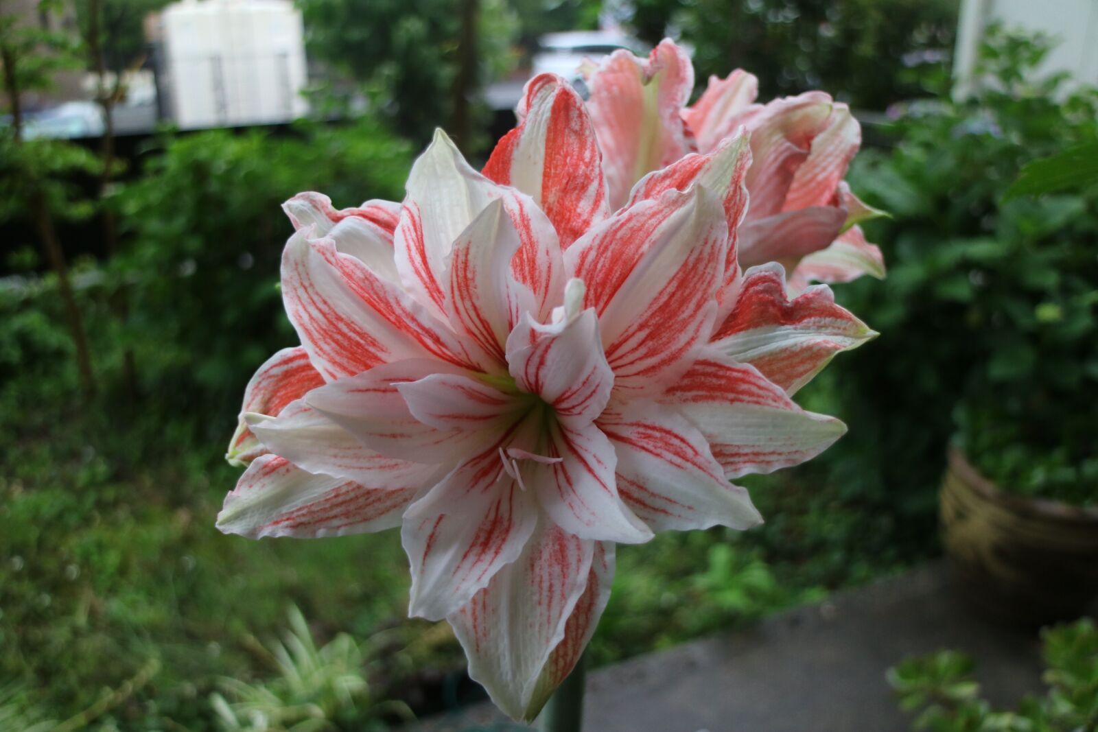 Canon EOS M3 sample photo. Flowers, red and white photography