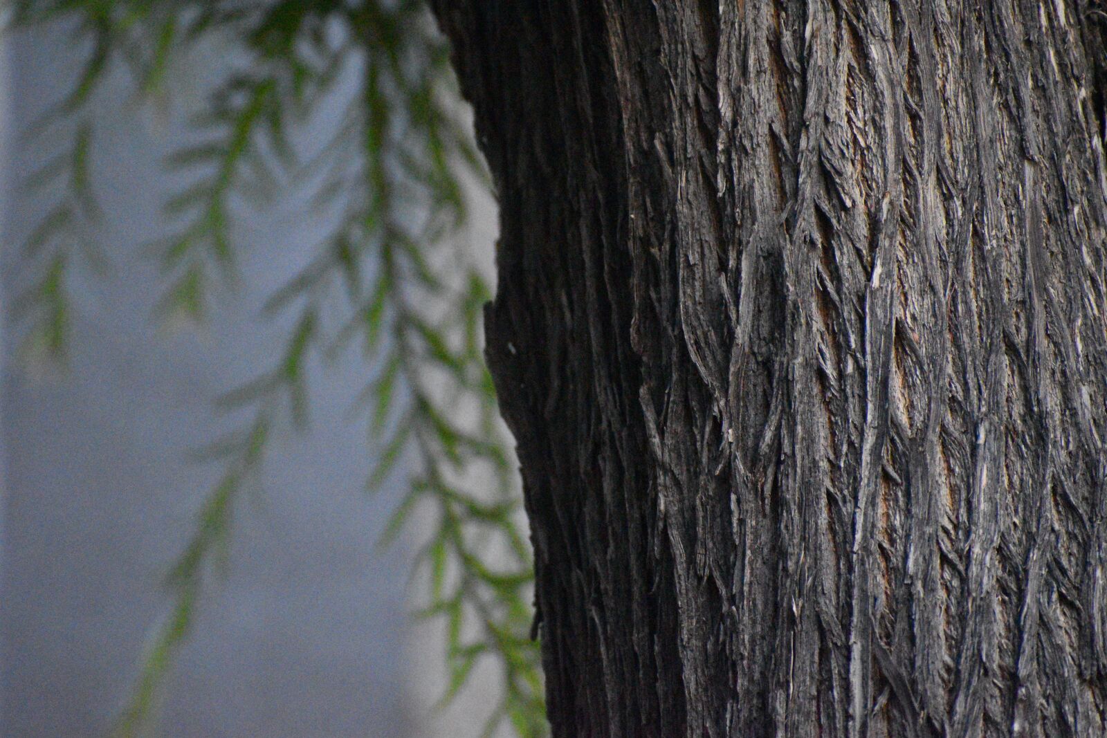 Nikon D3500 sample photo. Tree, trunk, wood photography