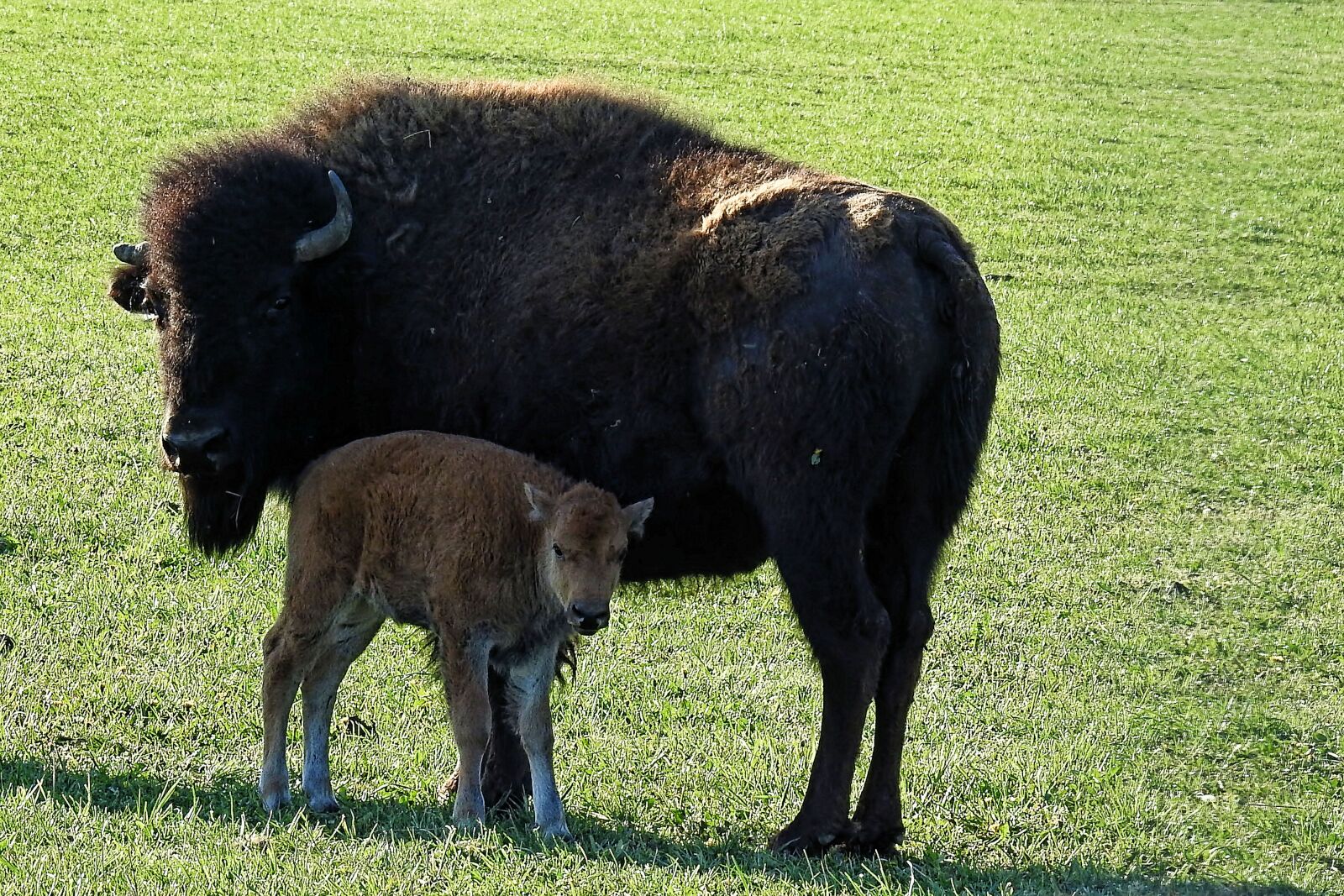 Nikon Coolpix P900 sample photo. Bison, calf, buffalo photography