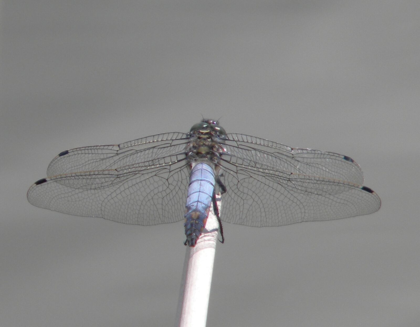 Nikon Coolpix L100 sample photo. Animal, dragonfly, insect photography