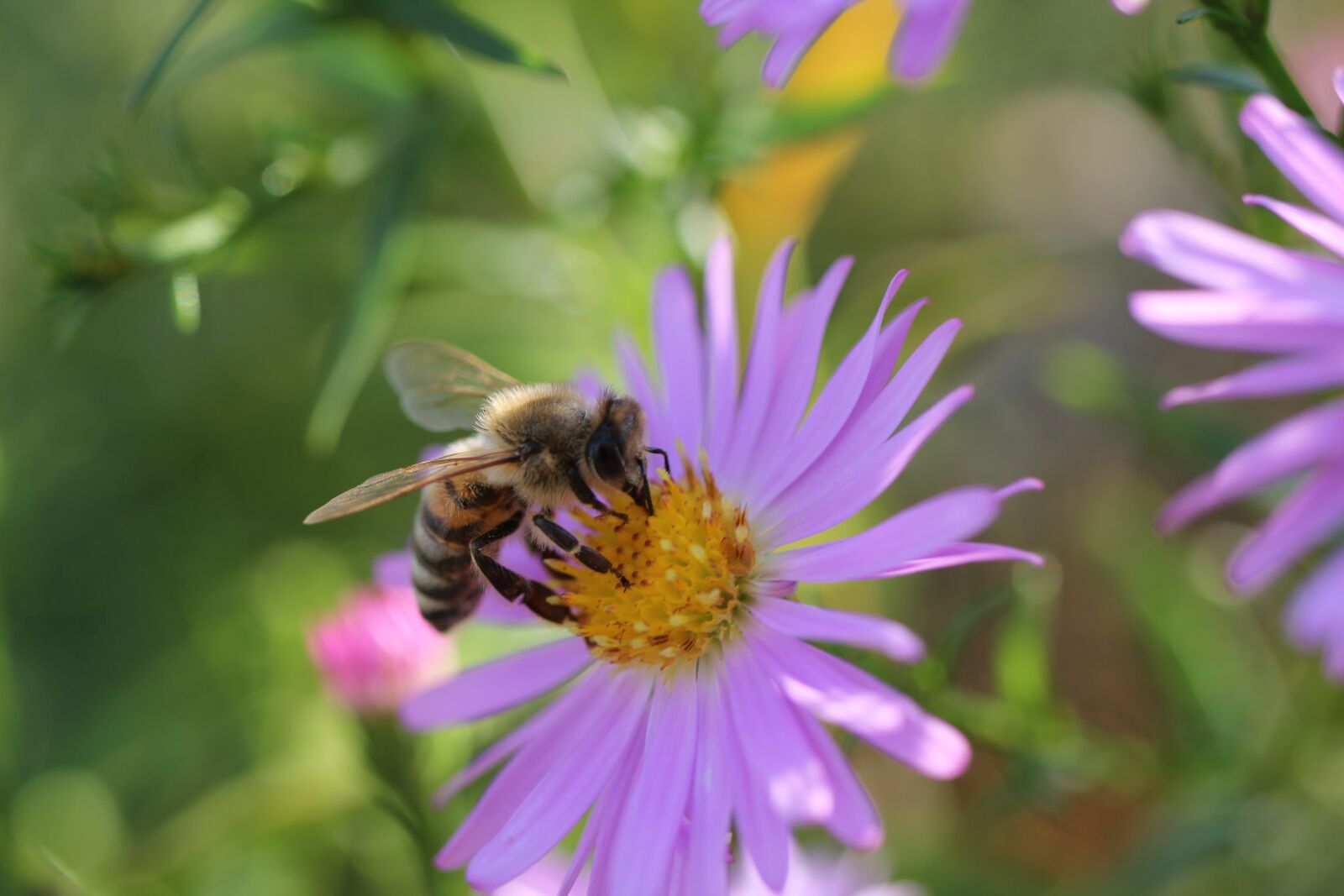 Canon EOS 550D (EOS Rebel T2i / EOS Kiss X4) sample photo. Bee, pollen, pollinate photography