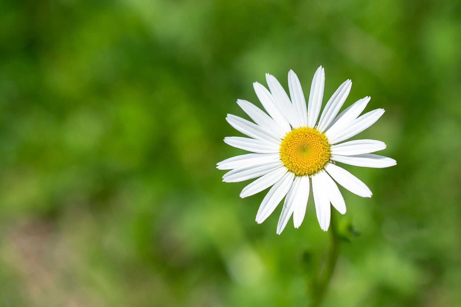 Nikon D7100 sample photo. Marguerite, flower, pointed flower photography