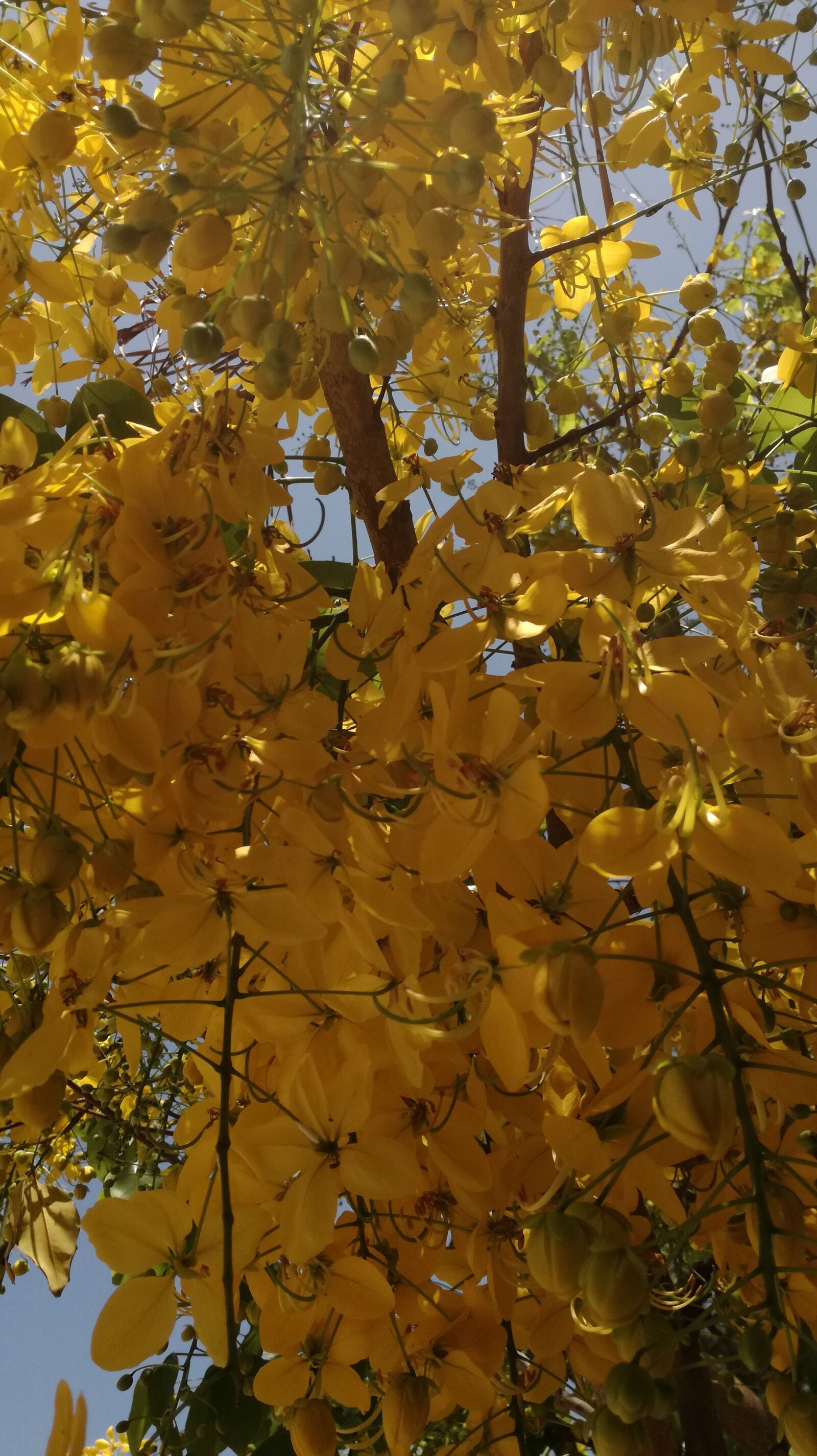 HUAWEI P9 LITE sample photo. Nature, flowers, spring photography