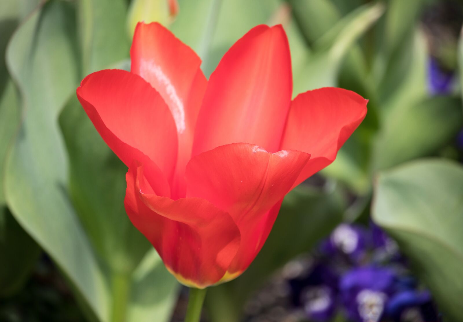 Canon EF-S 55-250mm F4-5.6 IS STM sample photo. Tulip, flower, plant photography
