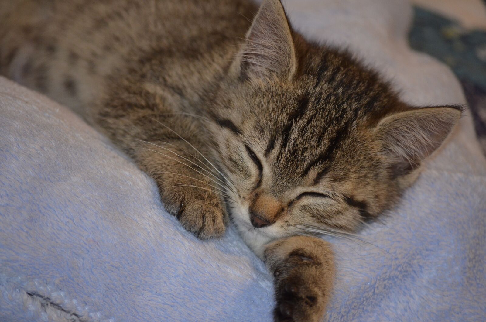 Nikon D5100 sample photo. Sleep, rest, cat photography