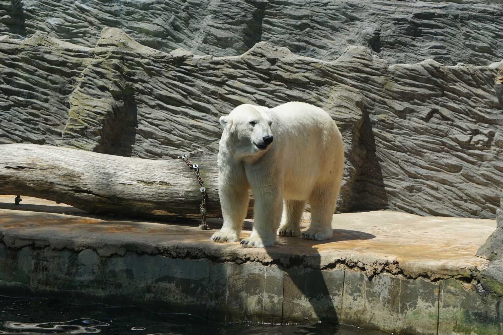 Sony E 55-210mm F4.5-6.3 OSS sample photo. Polar bear, fur, zoo photography