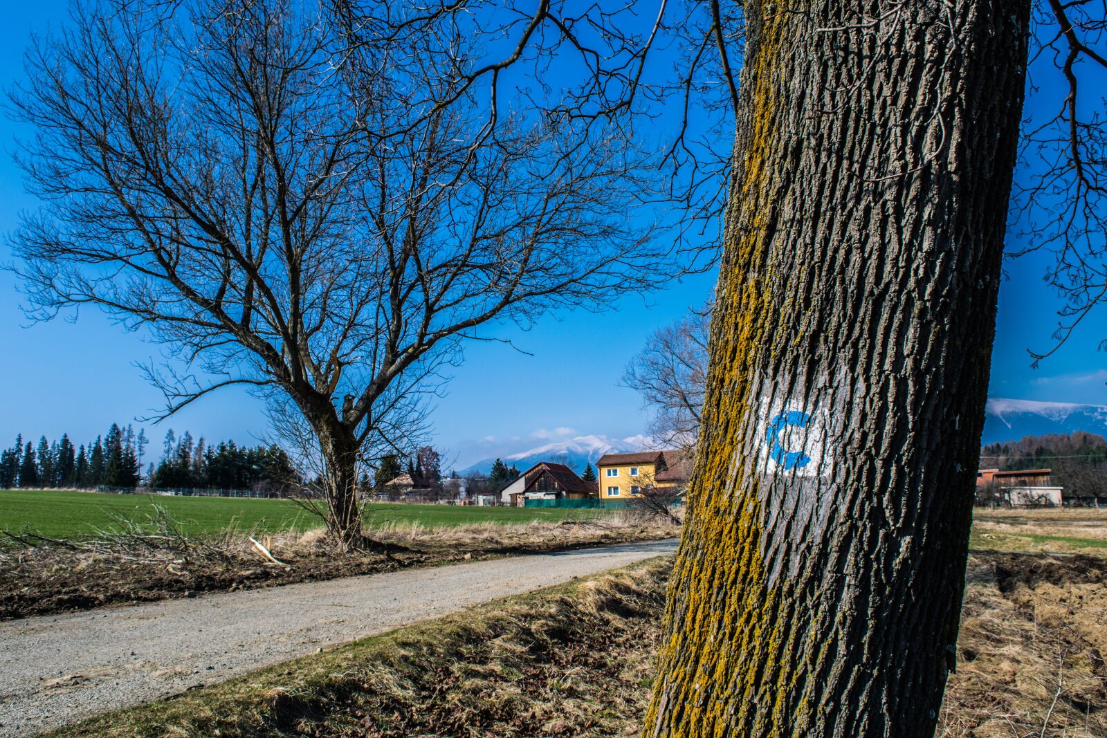 Nikon D3300 sample photo. Trees, branches, path photography