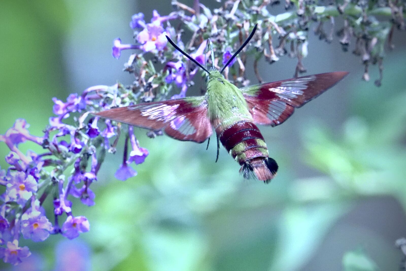 Sony Cyber-shot DSC-RX10 III sample photo. Hummingbird moth, moth, flower photography