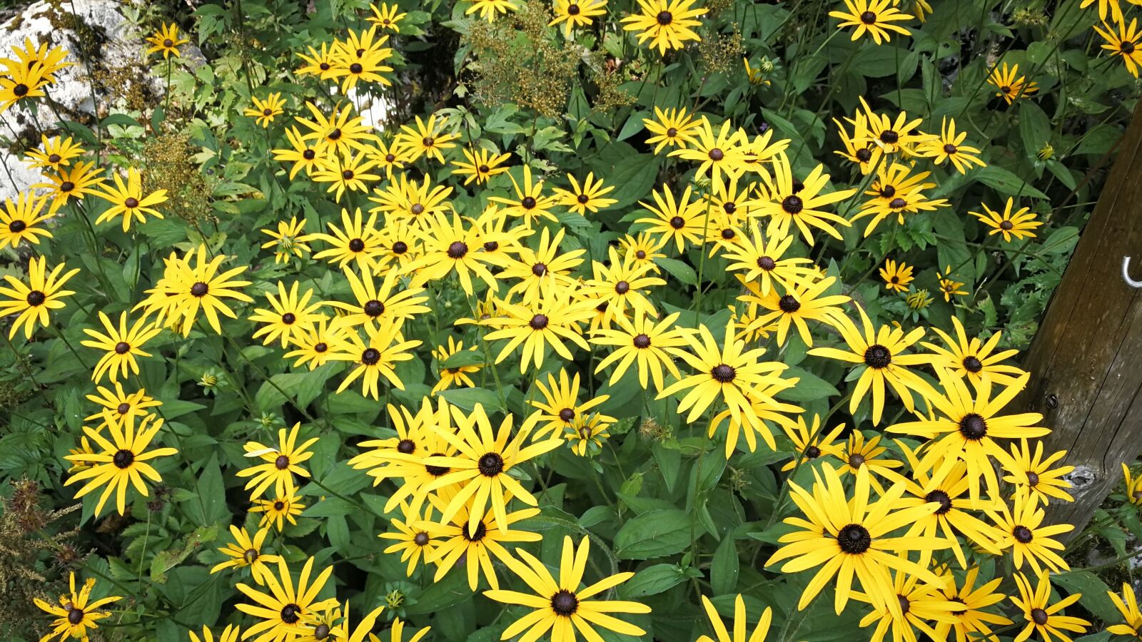 HUAWEI Mate 9 sample photo. Sea of flowers, beautiful photography