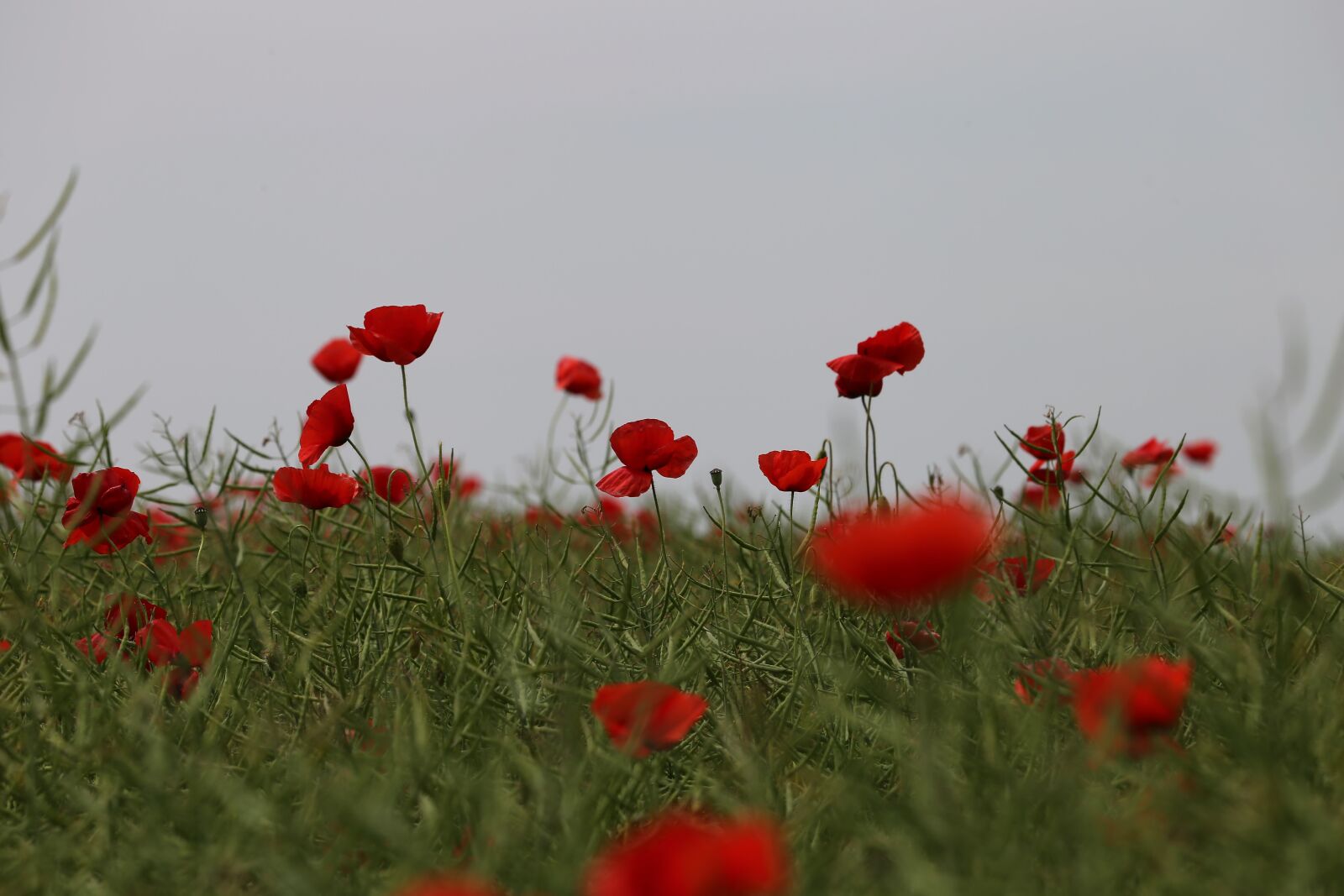 Canon EOS 6D + Canon EF 70-300 F4-5.6 IS II USM sample photo. Red poppies, rapeseed field photography