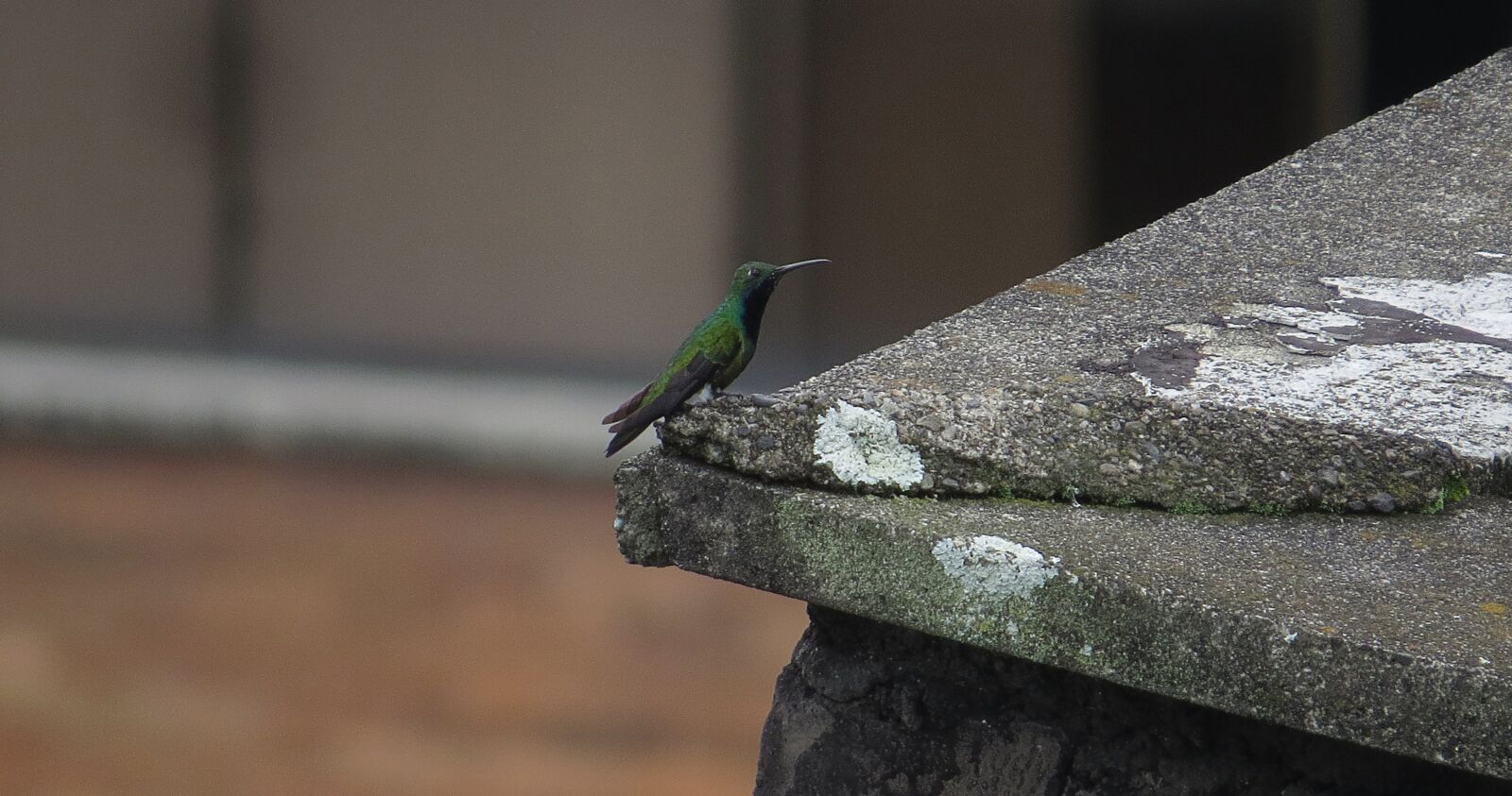 Canon PowerShot SX50 HS sample photo. Ave, bird, hummingbird photography