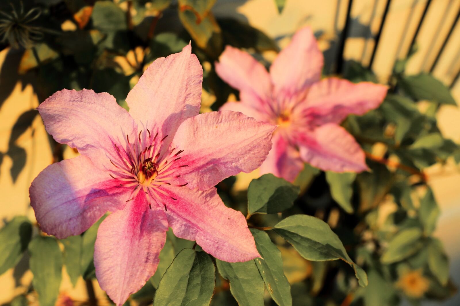 Canon EOS 750D (EOS Rebel T6i / EOS Kiss X8i) sample photo. Pink, flowers, garden photography