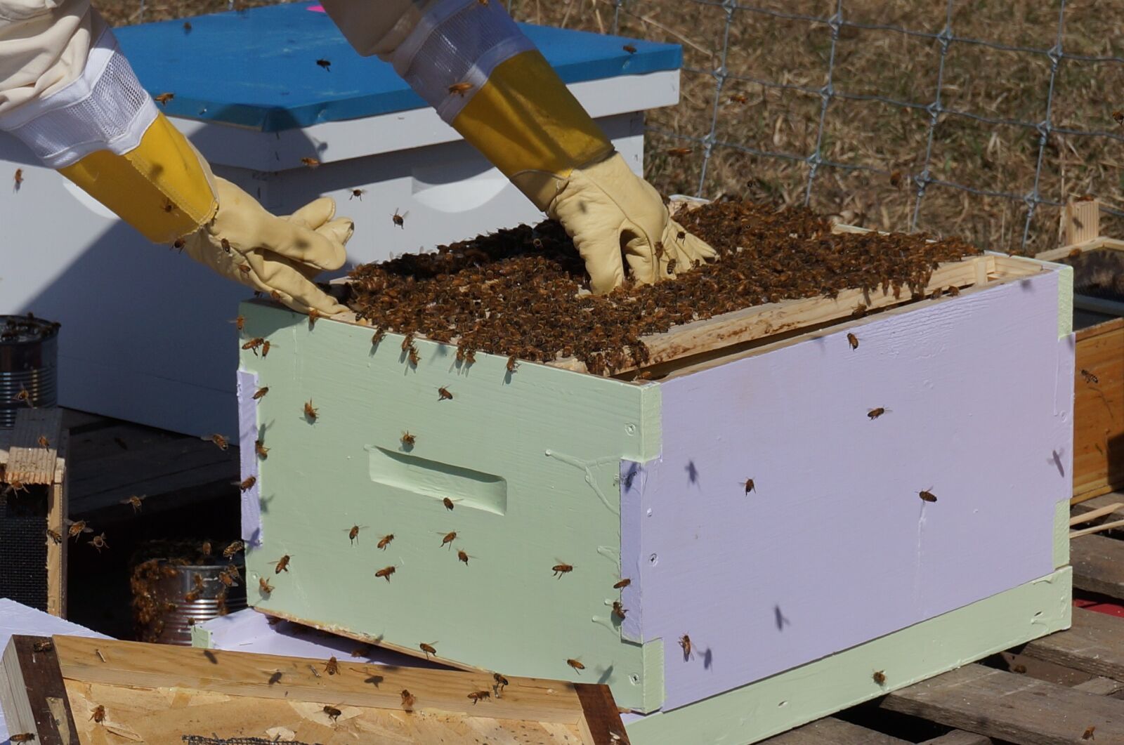 Sony Alpha NEX-3N sample photo. Beekeeping, bees, honey photography