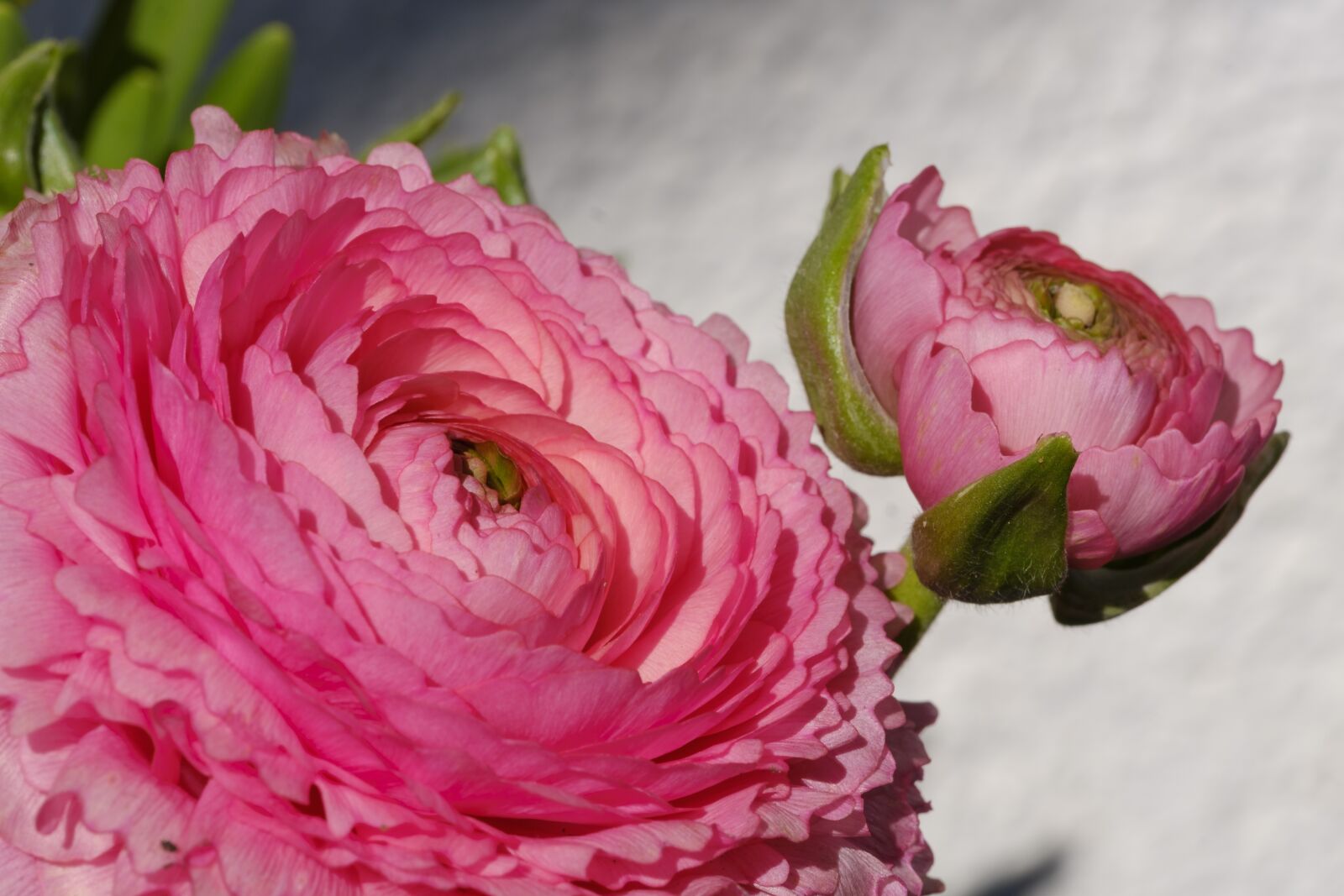 Fujifilm X-T2 + Fujifilm XF 80mm F2.8 R LM OIS WR Macro sample photo. Buttercup, ranunculus, blossom photography