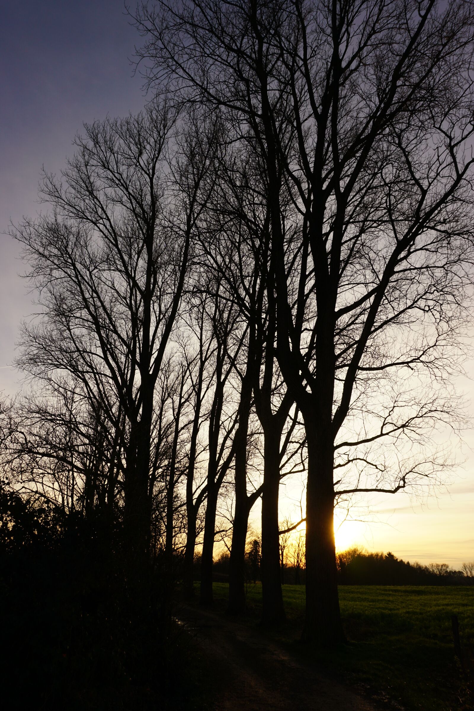 Sony a6000 sample photo. Sun, sunset, trees photography