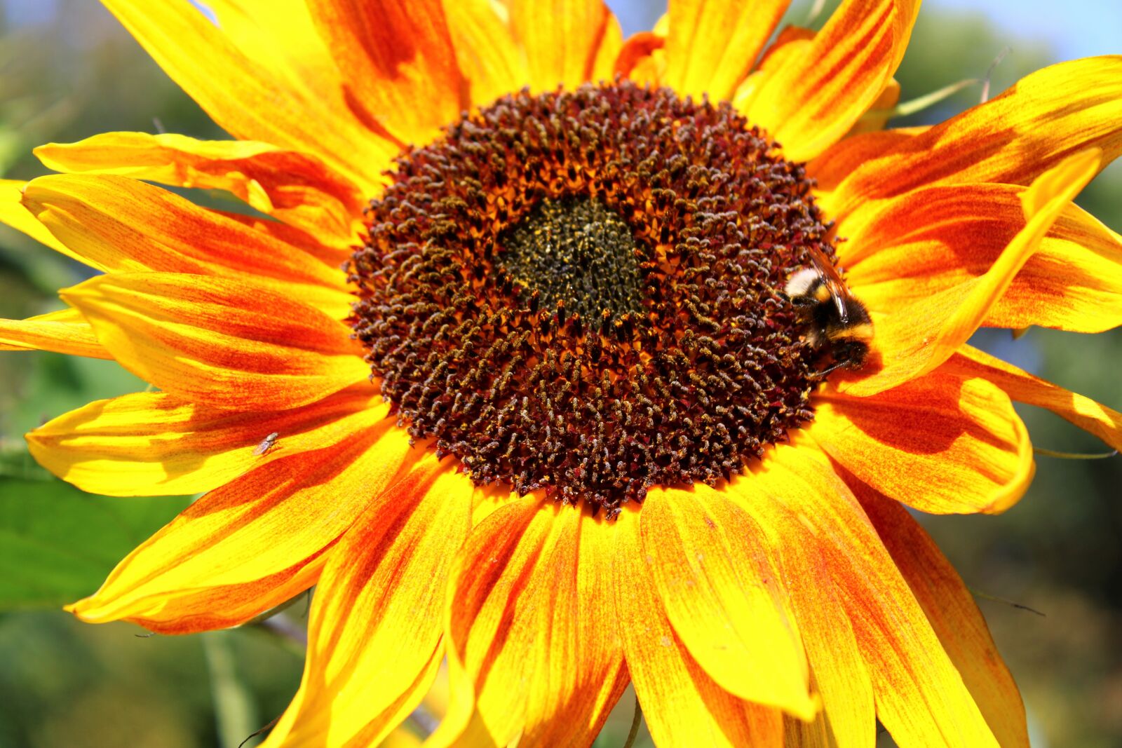 Canon EOS 2000D (EOS Rebel T7 / EOS Kiss X90 / EOS 1500D) sample photo. Sunflower, flower, blossom photography