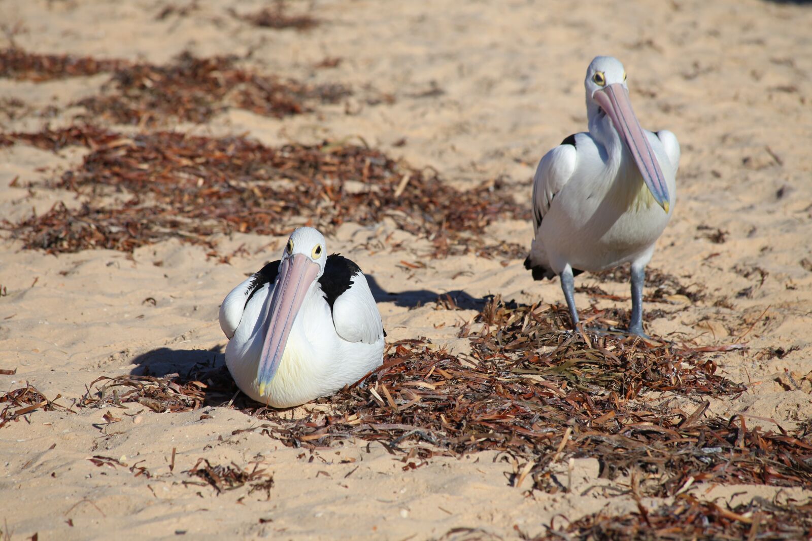 Canon EF 70-300mm F4-5.6 IS USM sample photo. Australia, flamingo, bird photography