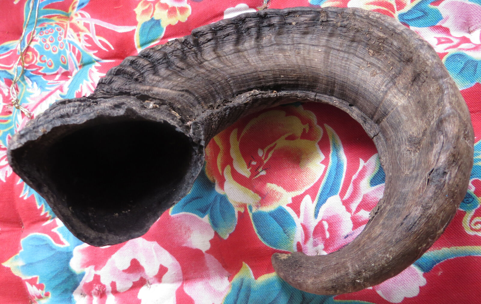 Canon PowerShot SX260 HS sample photo. Horn, jewish, judaism, mouth photography