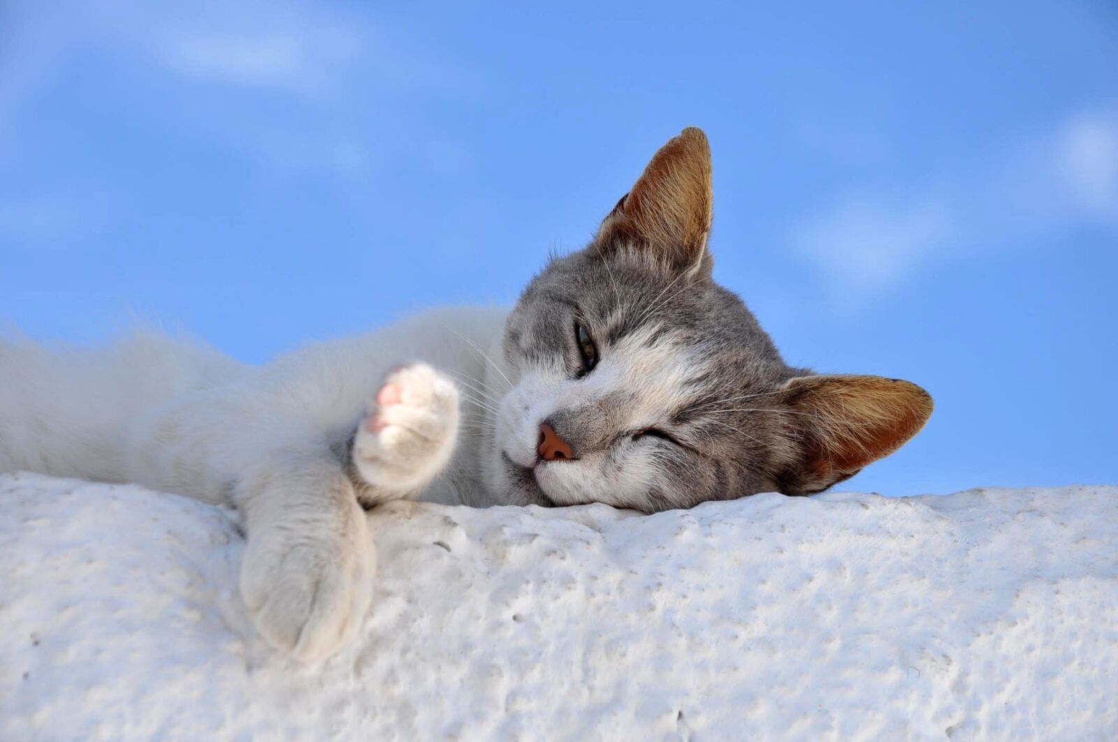 Nikon D90 sample photo. Cat, sleep, animal photography