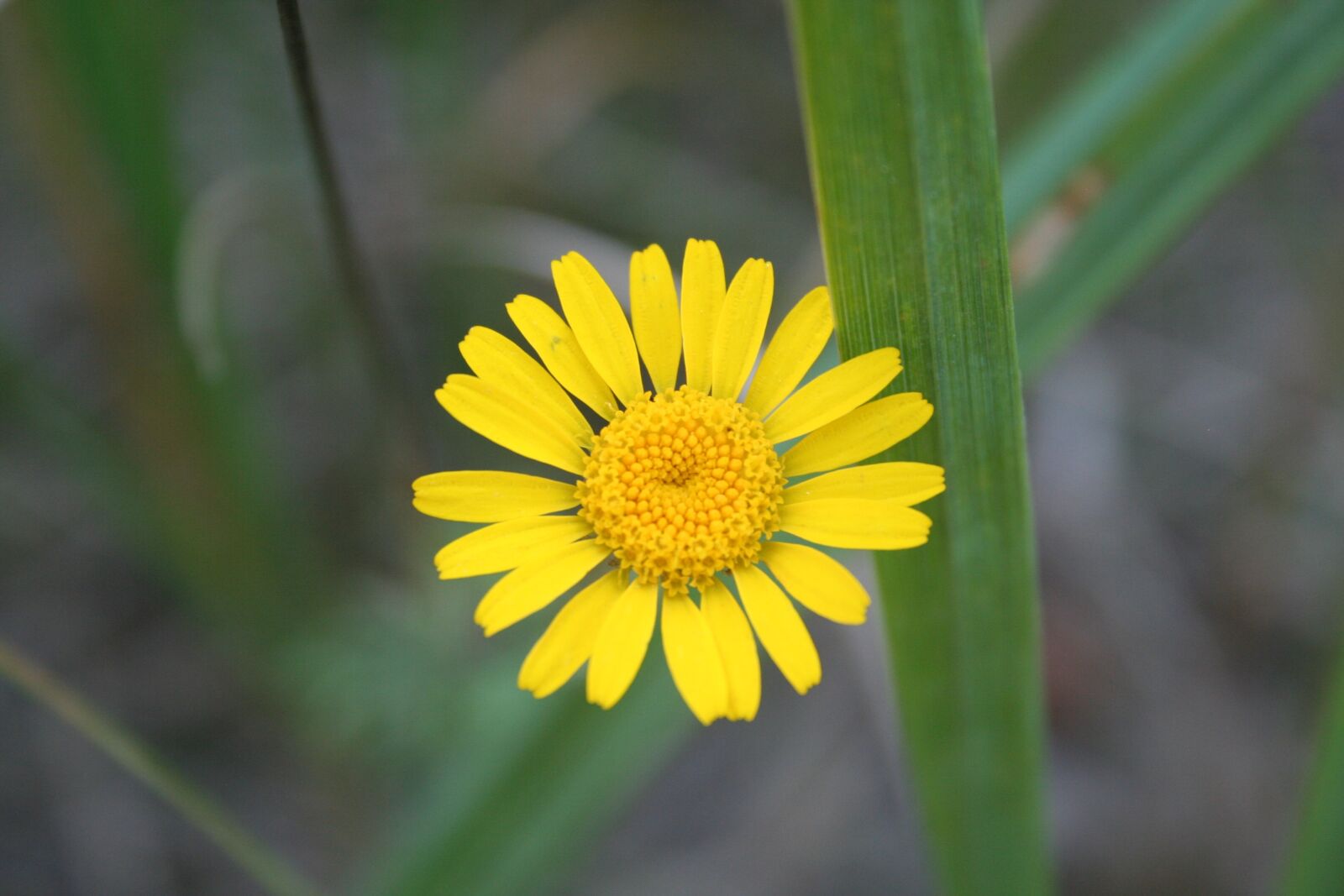 Canon EOS 350D (EOS Digital Rebel XT / EOS Kiss Digital N) sample photo. Flowers, yellow, medicinal plant photography