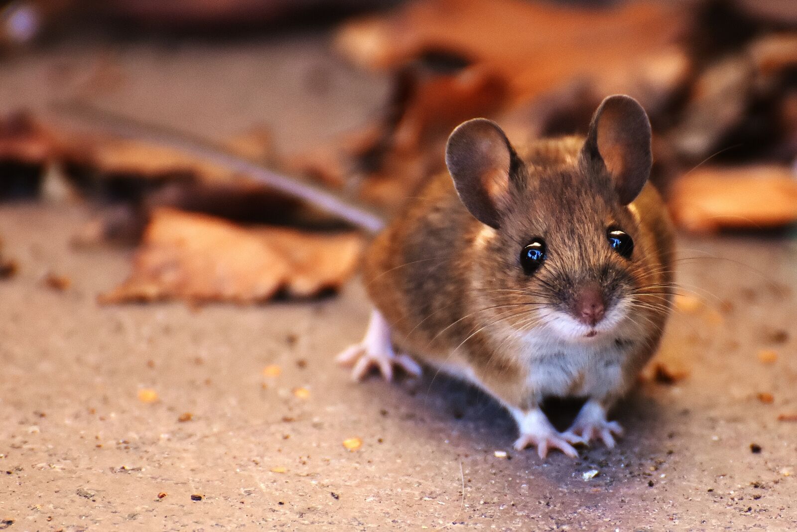 Nikon D7200 sample photo. Wood mouse, nager, cute photography