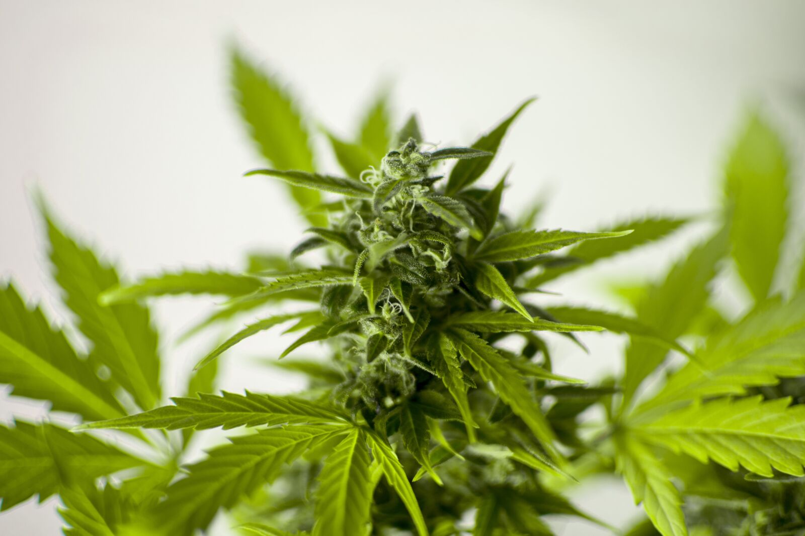 Nikon D3100 sample photo. Marijuana, cannabis, hash photography