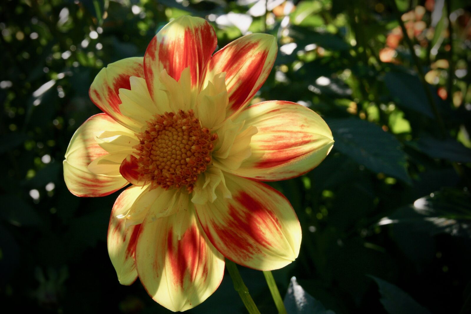 Canon EOS 400D (EOS Digital Rebel XTi / EOS Kiss Digital X) sample photo. Blossom, bloom, dahlia photography